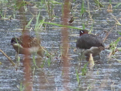 Rostratula benghalensis