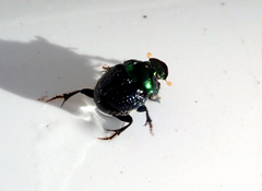 Onthophagus