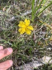 Goodenia lanata