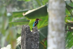 Halcyon smyrnensis