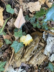 Fungi