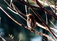Glaucidium palmarum