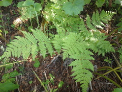 Dryopteris expansa