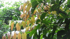 Tetragastris panamensis