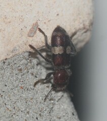 Enoclerus quadrisignatus