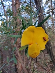 Gompholobium latifolium