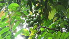 Tetragastris panamensis