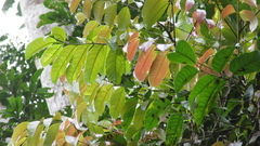 Tetragastris panamensis