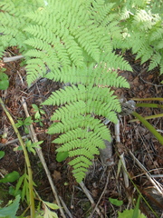 Dryopteris expansa