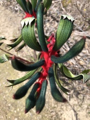 Anigozanthos manglesii