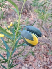 Gompholobium latifolium