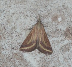 Microtheoris ophionalis