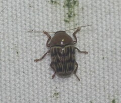 Cryptocephalus fulguratus