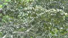 Sterculia apetala