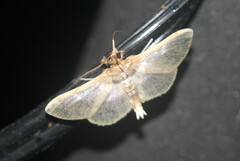 Apilocrocis brumalis