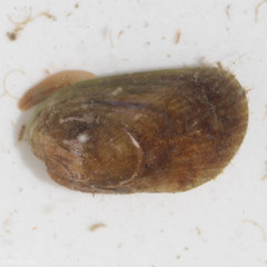 Arcuatula senhousia