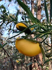 Gompholobium latifolium