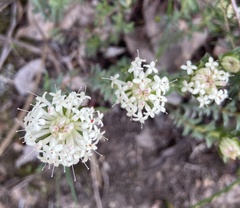 Pimelea