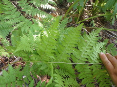 Dryopteris expansa