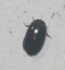 Hydaticus bimarginatus