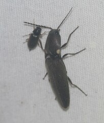 Deilelater physoderus