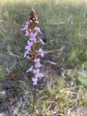 Stylidium graminifolium
