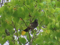 Dendrocitta formosae