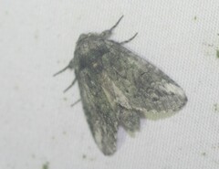 Rifargia subrotata