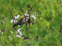 Dendrocitta formosae