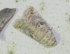 Diastema tigris