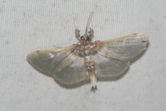 Apilocrocis brumalis