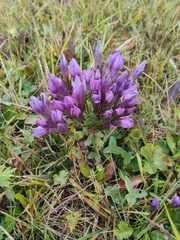 Gentianella germanica