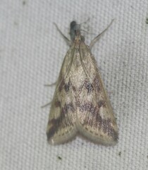 Achyra bifidalis