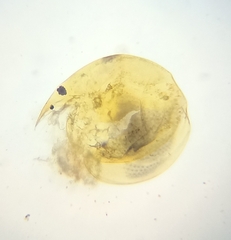 Pseudochydorus globosus