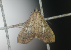 Asciodes gordialis