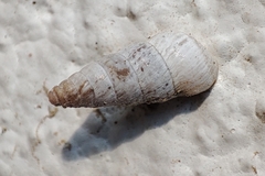Cochlicella acuta