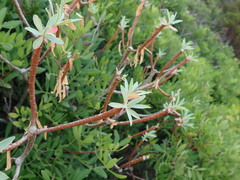Euphorbia dendroides