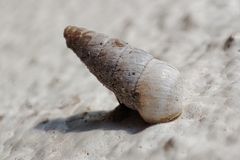 Cochlicella acuta