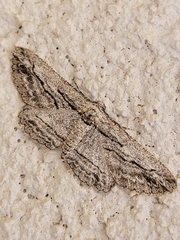 Iridopsis obliquaria