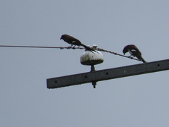 Dendrocitta formosae