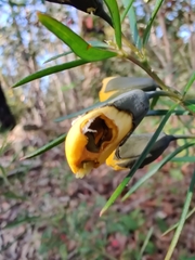Gompholobium latifolium