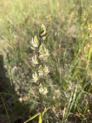 Prasophyllum elatum