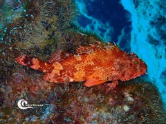 Scorpaena maderensis