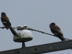Dendrocitta formosae