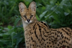 Leptailurus serval constantina