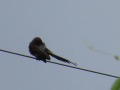 Dendrocitta formosae