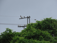 Dendrocitta formosae