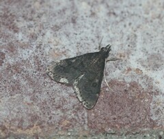 Steniodes declivalis