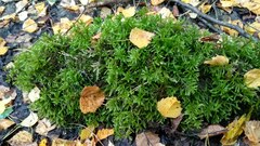 Climacium dendroides