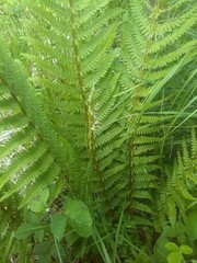 Dryopteris affinis